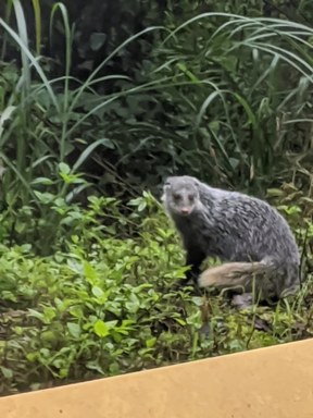食蟹獴