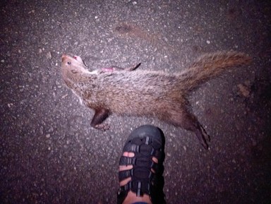 食蟹獴