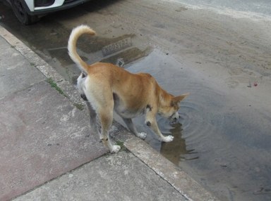 狗