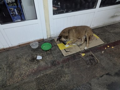 狗