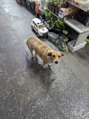 狗