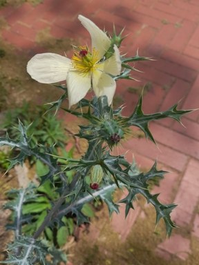 背景與其他