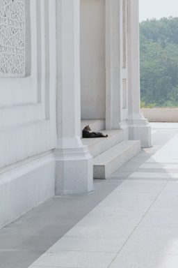 貓