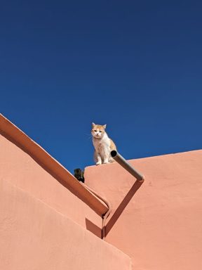 貓
