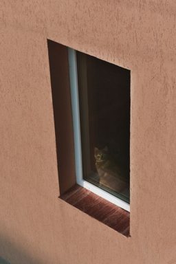 貓