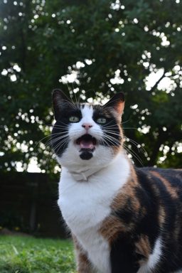 貓