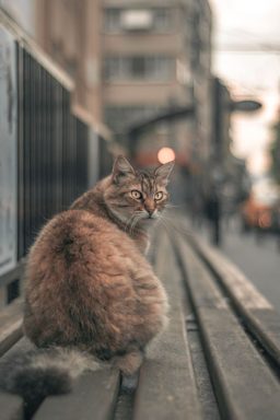 貓