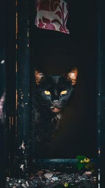 貓