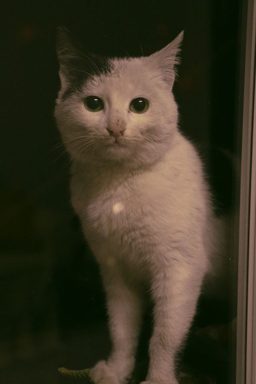 貓