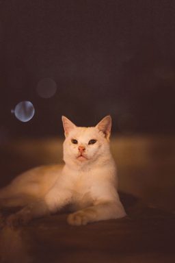 貓