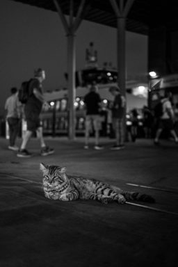貓