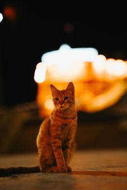 貓