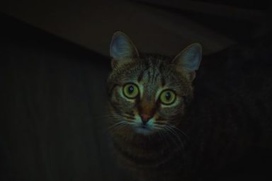 貓