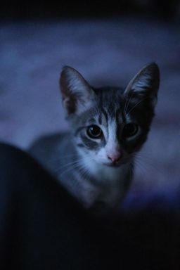 貓