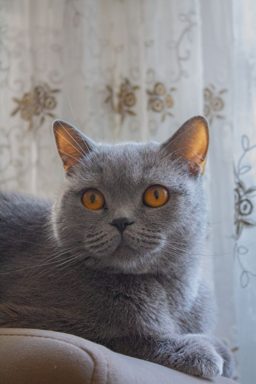 貓