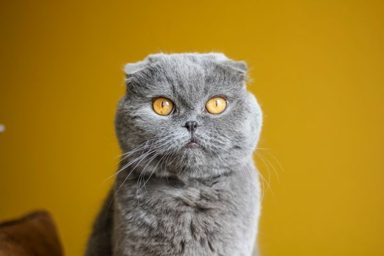 貓