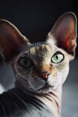 貓