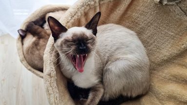 貓
