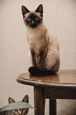貓