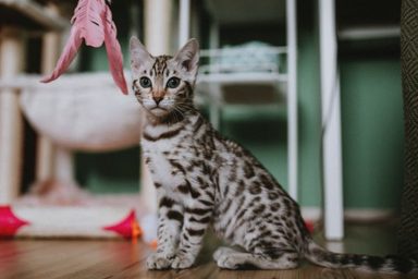 貓