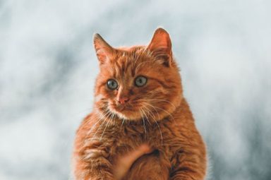 貓