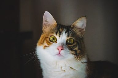 貓