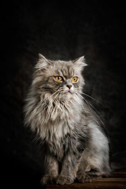 貓