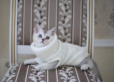 貓