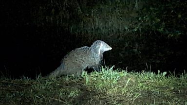 食蟹獴
