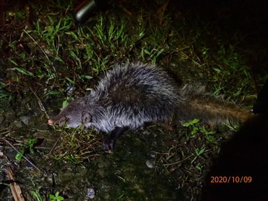 食蟹獴