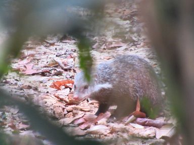 食蟹獴