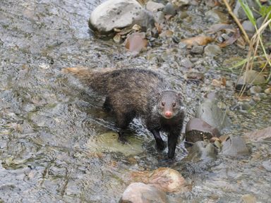 食蟹獴