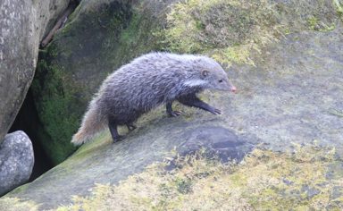 食蟹獴