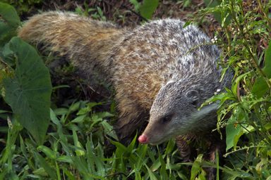 食蟹獴