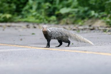 食蟹獴