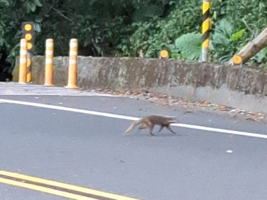 食蟹獴