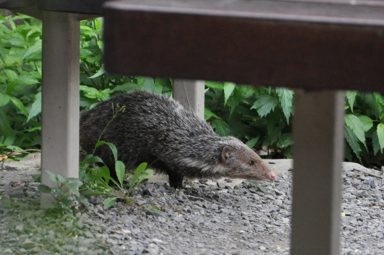 食蟹獴