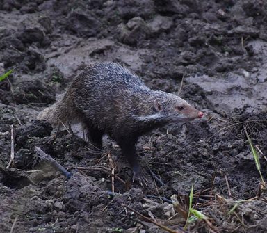 食蟹獴