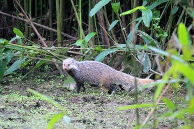 食蟹獴
