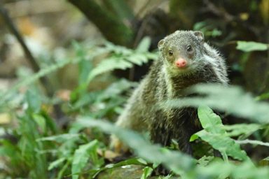 食蟹獴