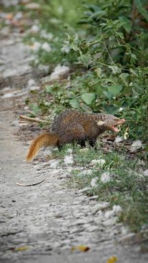 食蟹獴