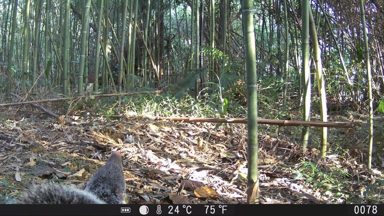 食蟹獴