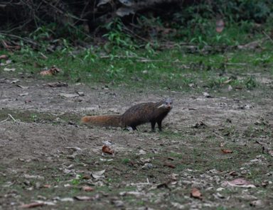 食蟹獴