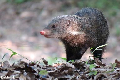 食蟹獴