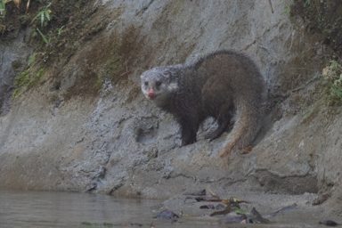 食蟹獴