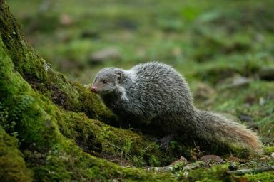 食蟹獴