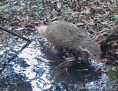 食蟹獴