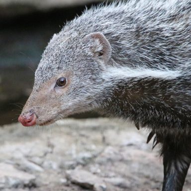 食蟹獴