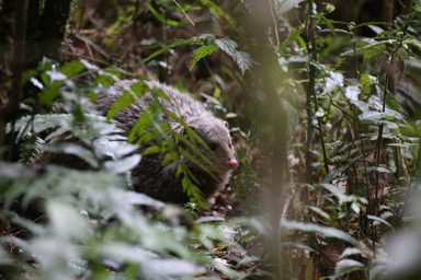食蟹獴