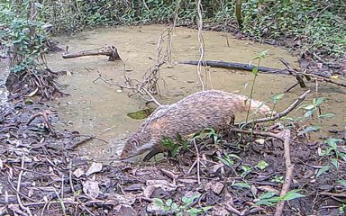 食蟹獴